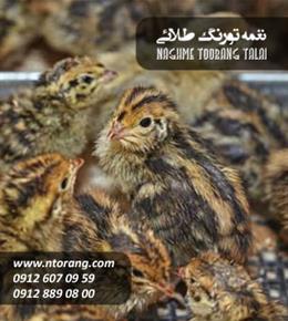 فروش جوجه یک روزه بلدرچین سنگین